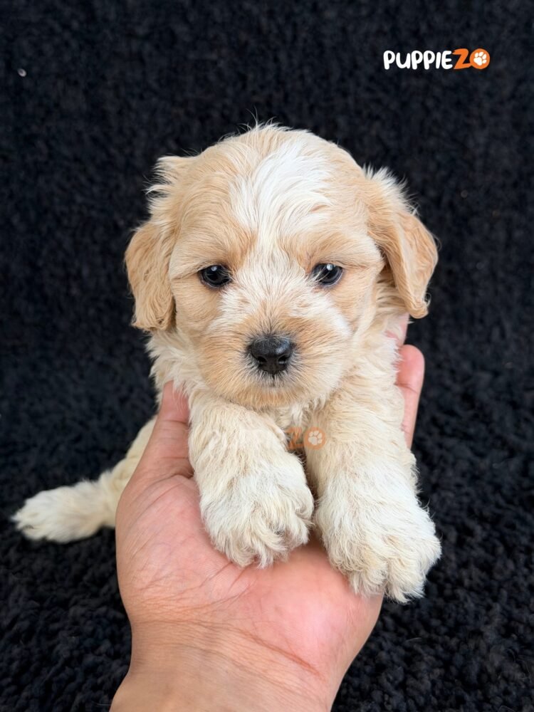maltipoo-puppies-for-sale