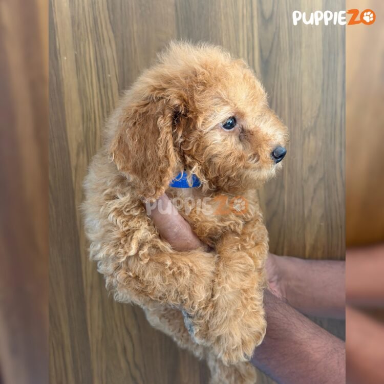 mini-poodle-puppies-for-sale