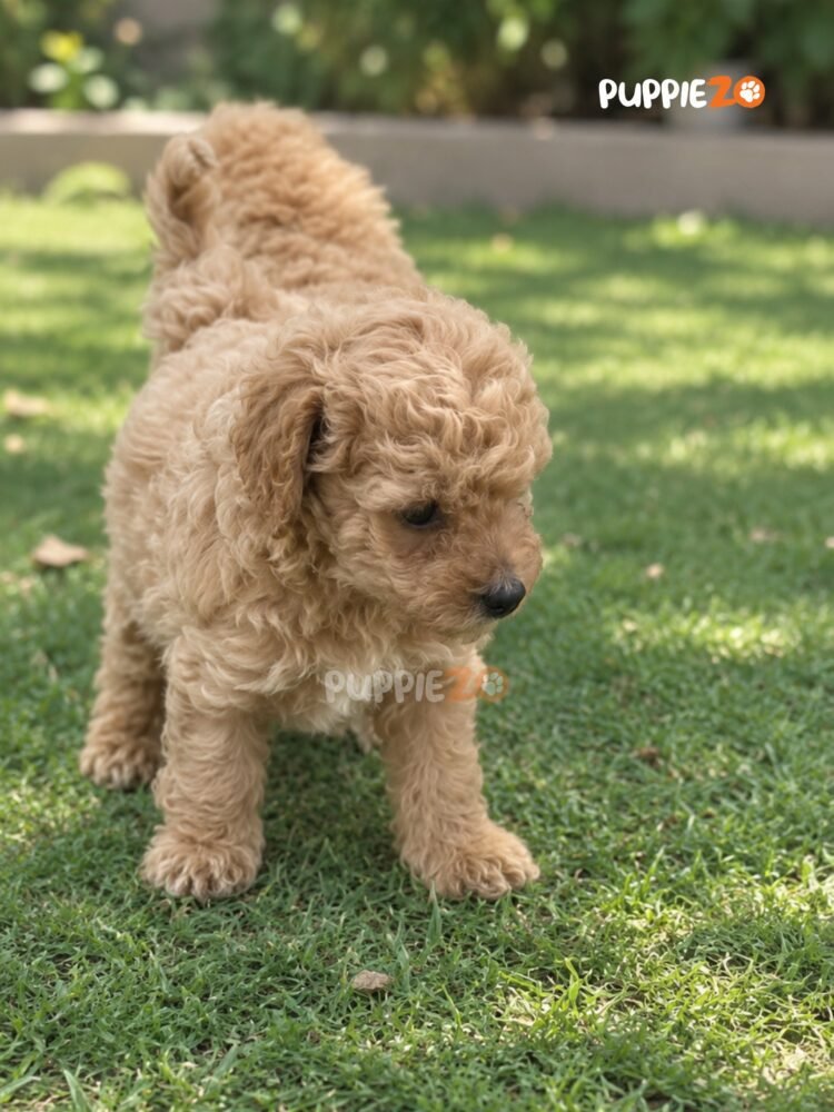 maltipoo-puppies-for-sale
