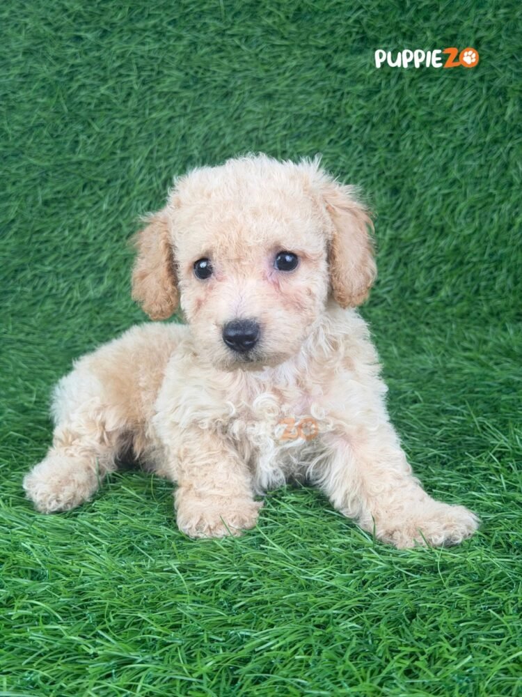 maltipoo-puppies-for-sale