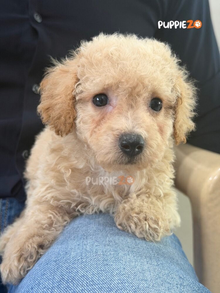 maltipoo-puppies-for-sale
