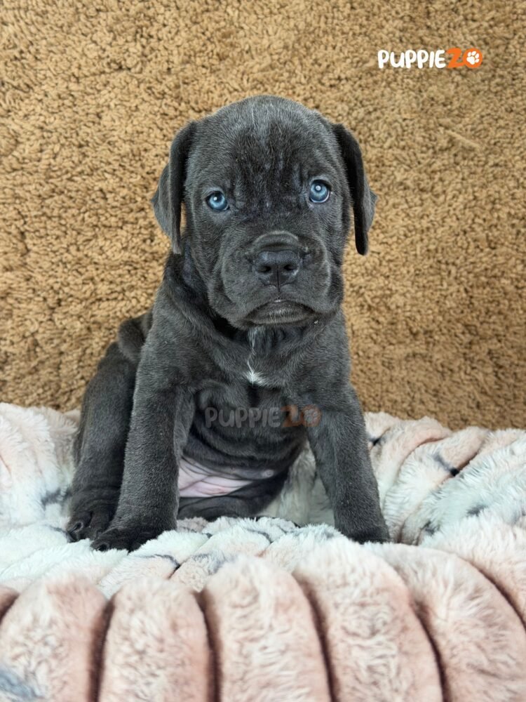 cane-corso-puppies-for-sale
