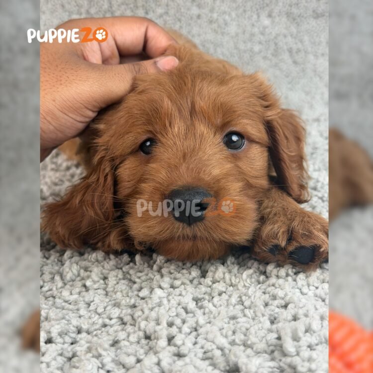 labradoodle-puppies-for-sale