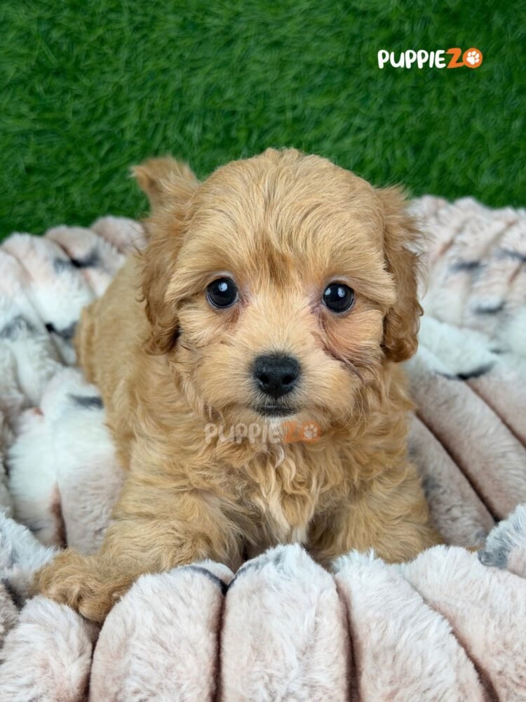maltipoo-puppies-for-sale