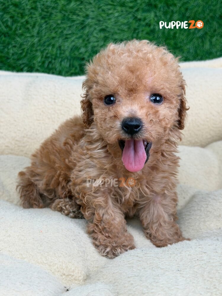 poodle-puppies-for-sale