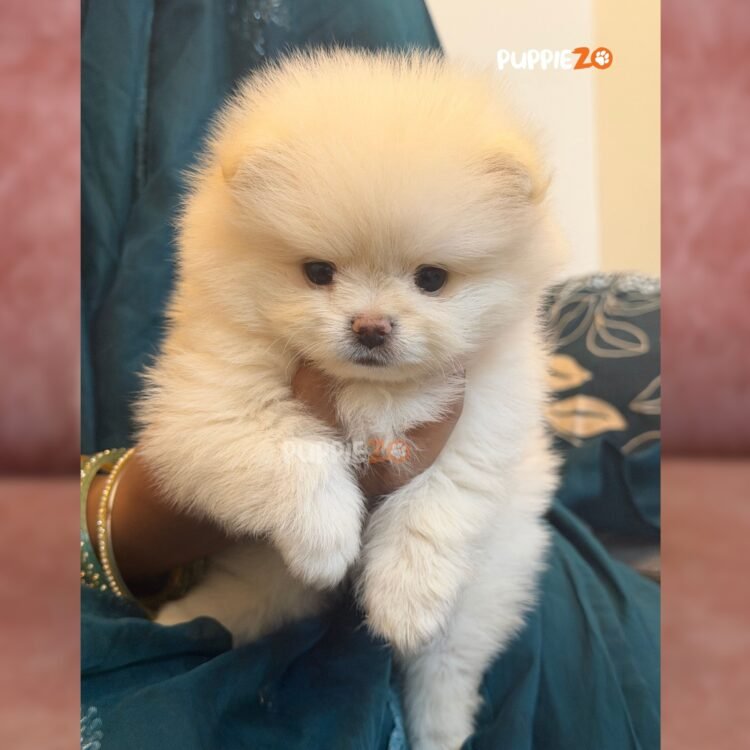 toy-pom-puppies-for-sale