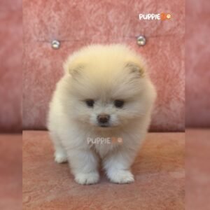 toy-pom-puppies-for-sale