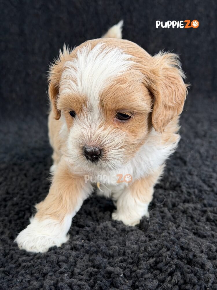 maltipoo-puppies-for-sale