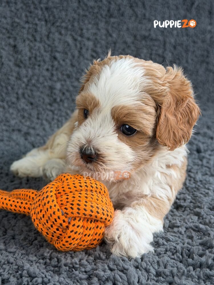 maltipoo-puppies-for-sale