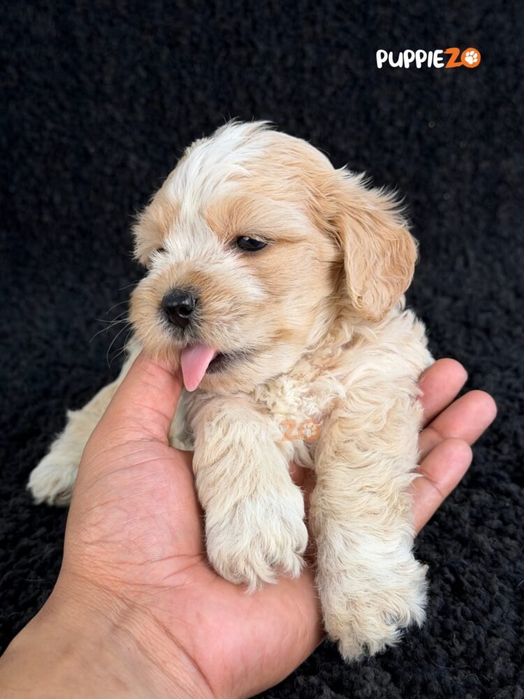 maltipoo-puppies-for-sale