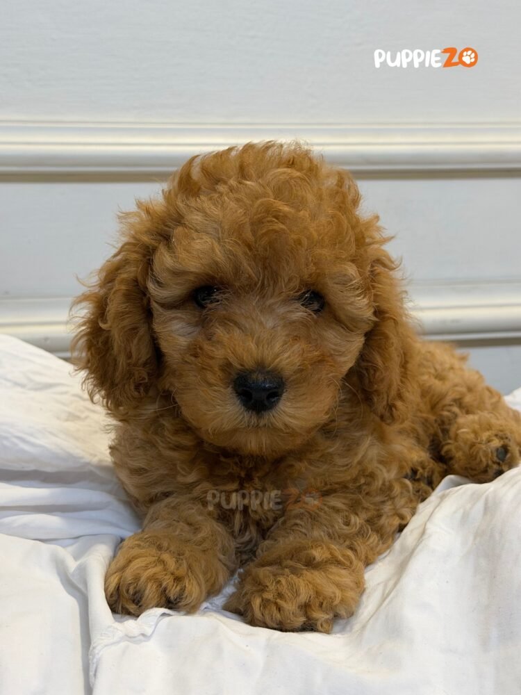 cavapoo-puppies-for-sale