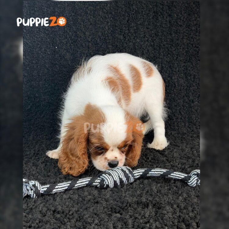 cavalier-king-charles-puppies-for-sale