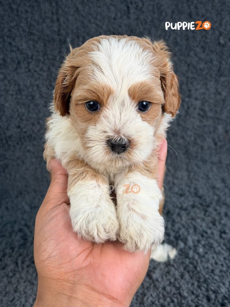 maltipoo-puppies-for-sale