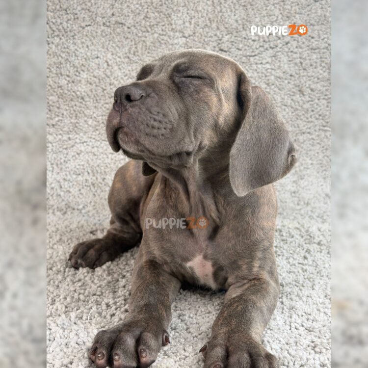 cane-corso-puppies-for-sale