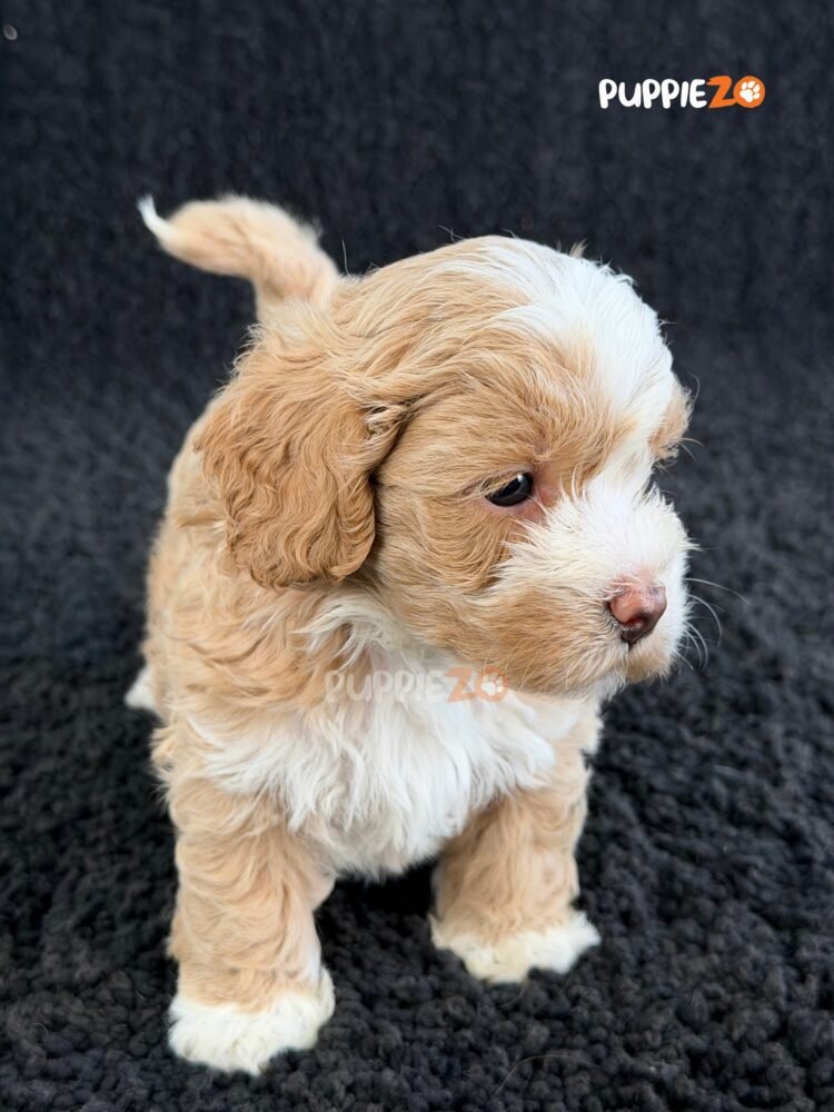 maltipoo-puppies-for-sale