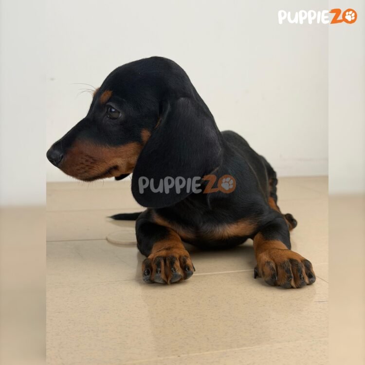 dachshund-puppies-for-sale