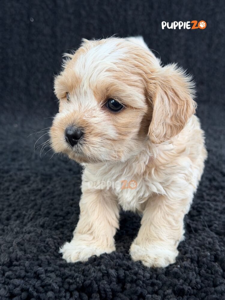 maltipoo-puppies-for-sale
