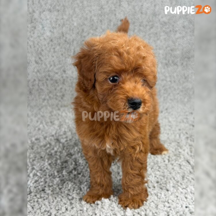 cavapoo-puppies-for-sale