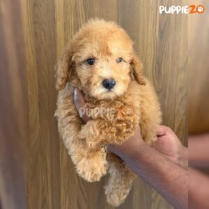 mini-poodle-puppies-for-sale