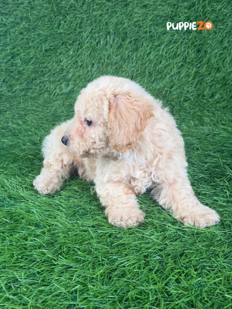 maltipoo-puppies-for-sale