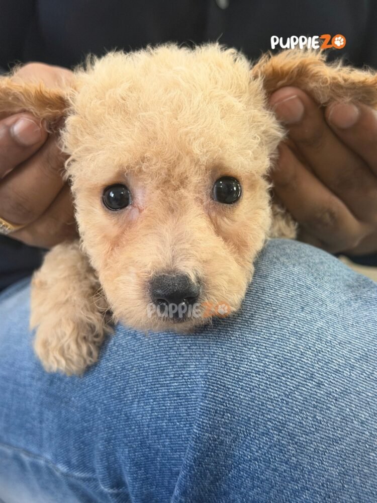 maltipoo-puppies-for-sale
