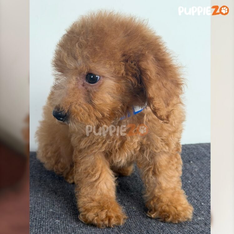 mini-poodle-puppies-for-sale