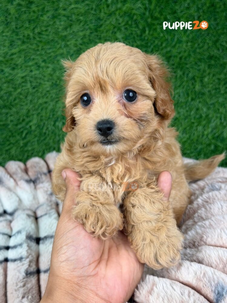 maltipoo-puppies-for-sale