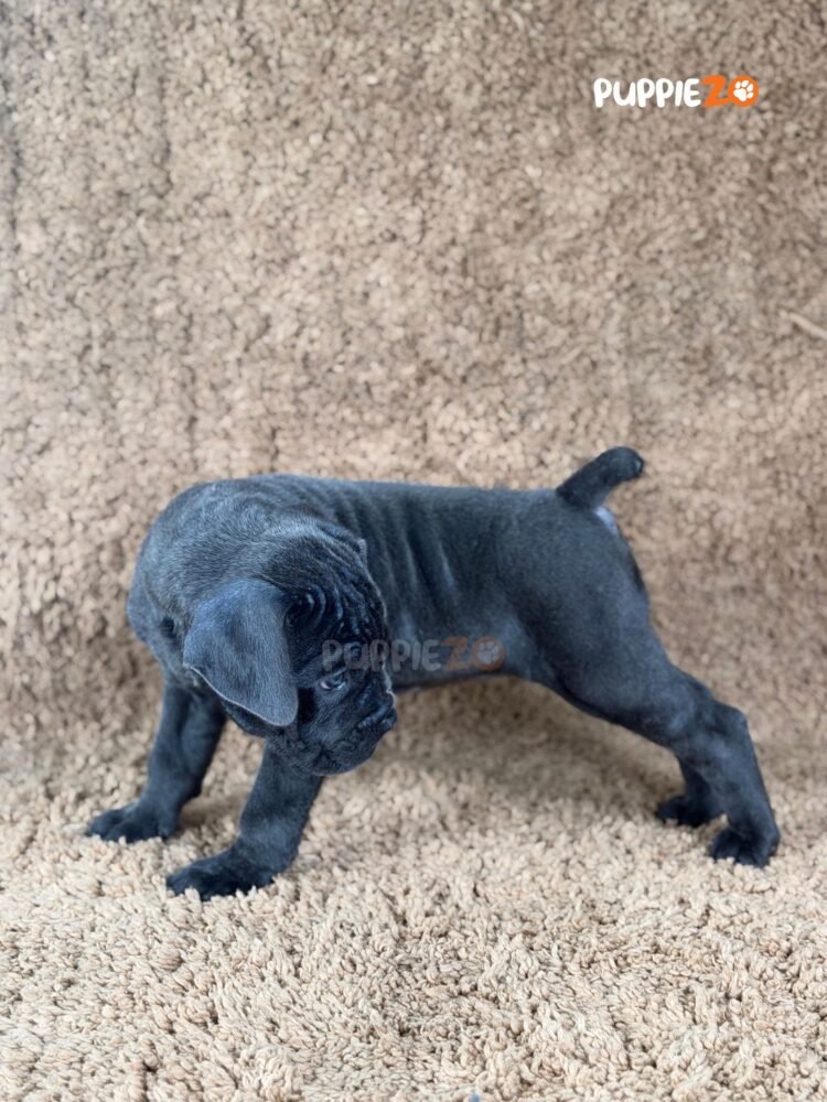 cane-corso-puppies-for-sale