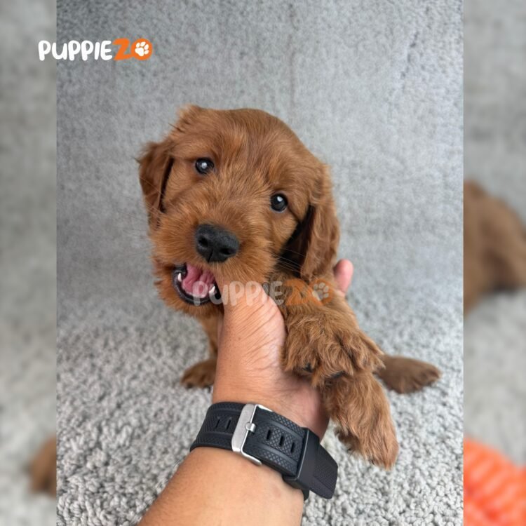 labradoodle-puppies-for-sale
