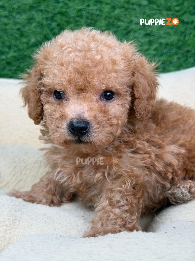 poodle-puppies-for-sale