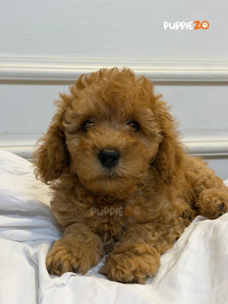 cavapoo-puppies-for-sale
