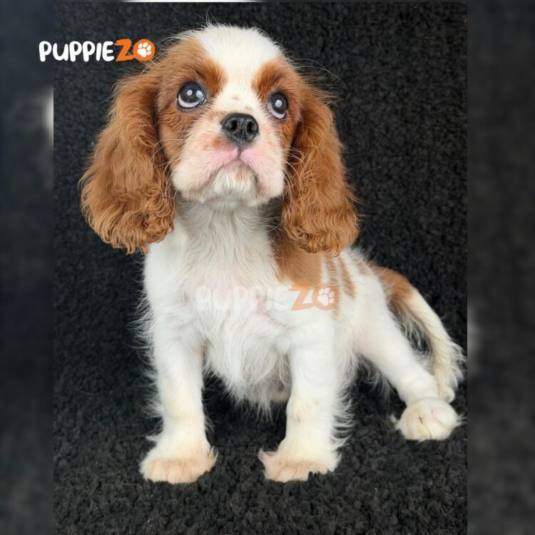 cavalier-king-charles-puppies-for-sale