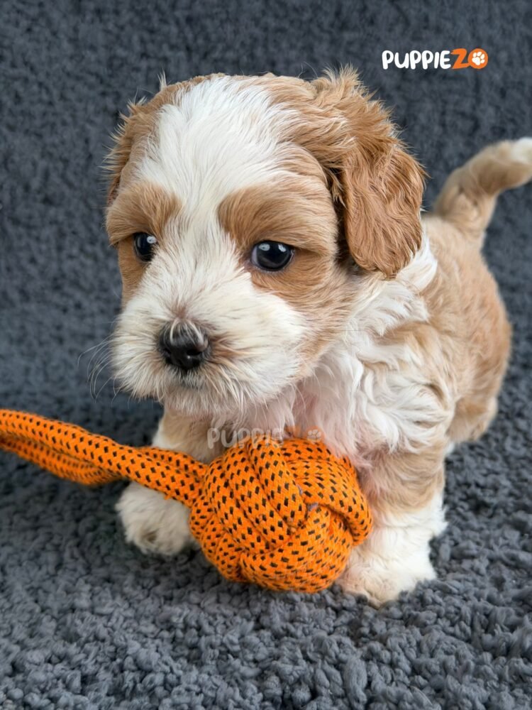 maltipoo-puppies-for-sale