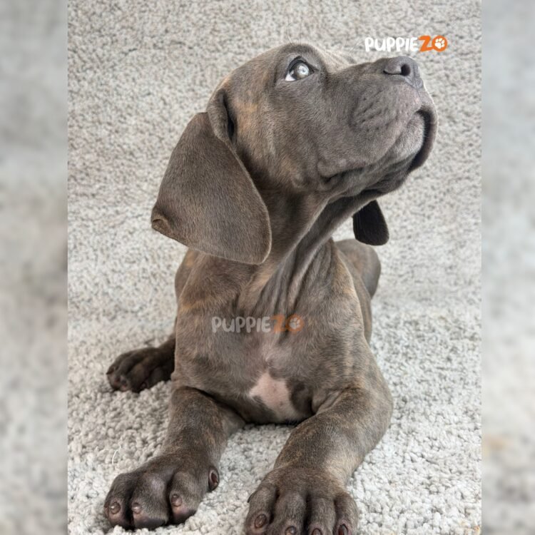 cane-corso-puppies-for-sale