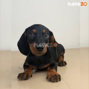 dachshund-puppies-for-sale