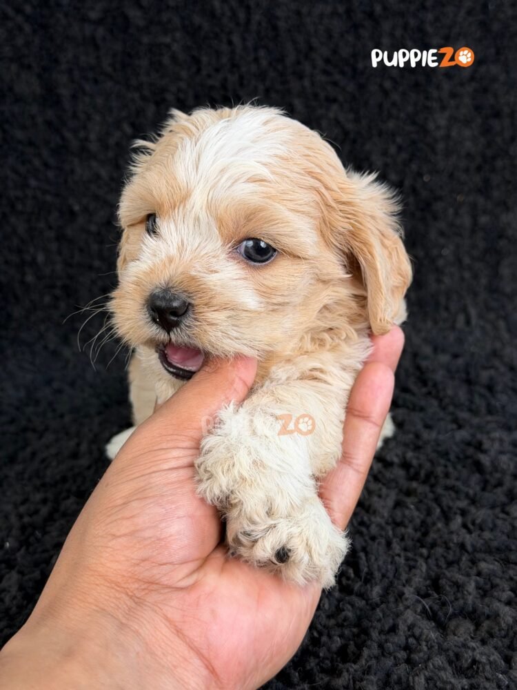 maltipoo-puppies-for-sale