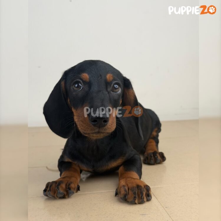 dachshund-puppies-for-sale