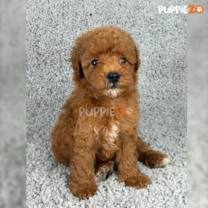 cavapoo-puppies-for-sale