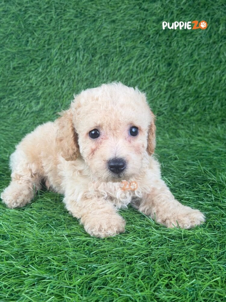 maltipoo-puppies-for-sale