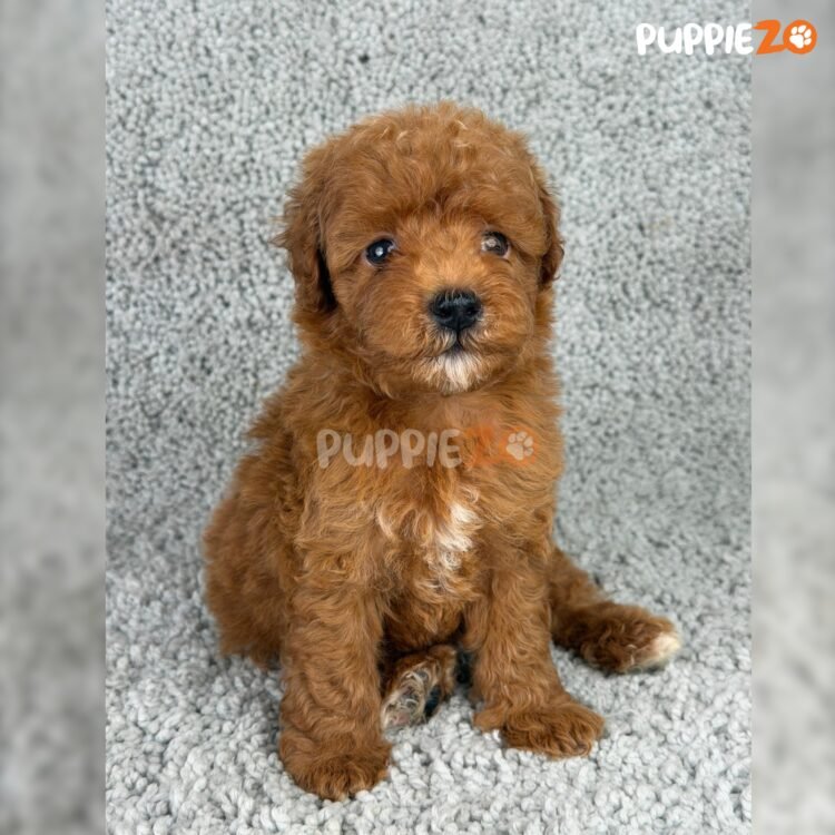 cavapoo-puppies-for-sale