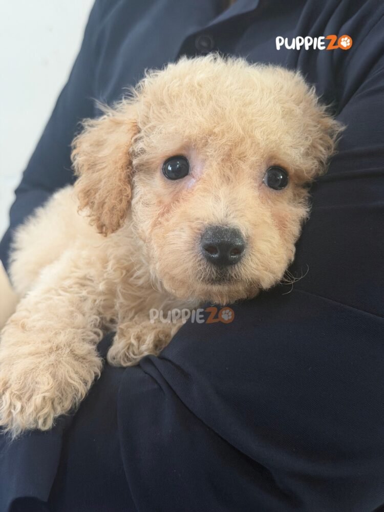maltipoo-puppies-for-sale