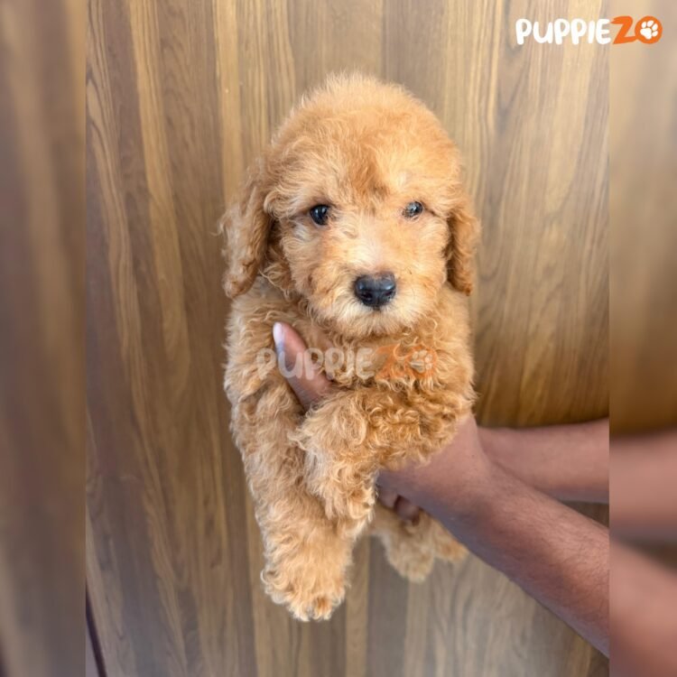 mini-poodle-puppies-for-sale