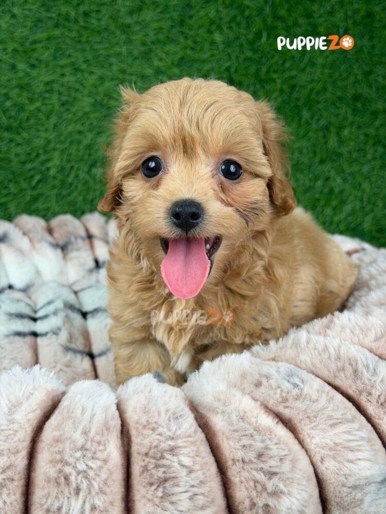 maltipoo-puppies-for-sale