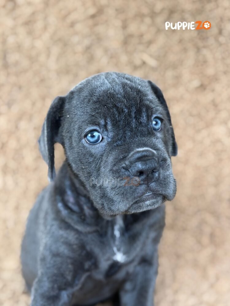 cane-corso-puppies-for-sale