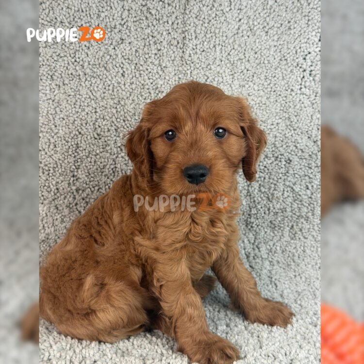 labradoodle-puppies-for-sale