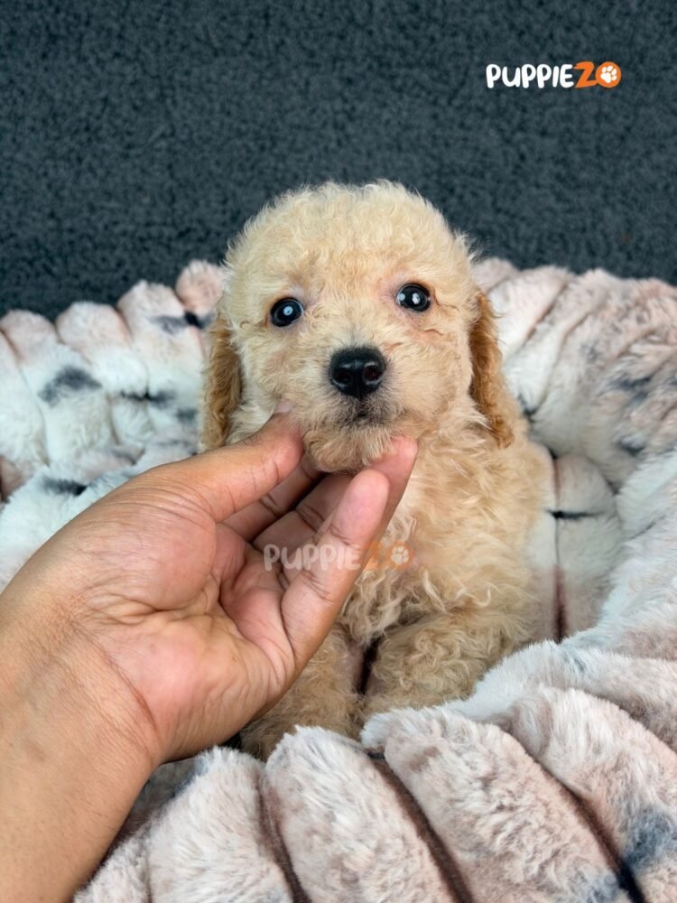 goldendoodle-puppies-for-sale