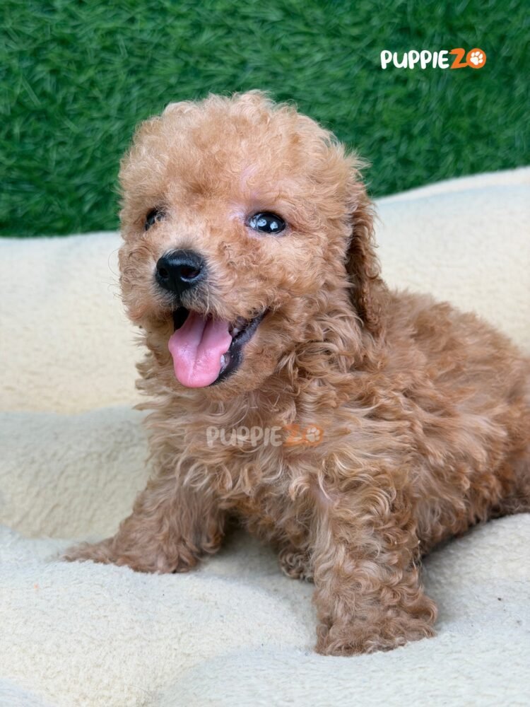 poodle-puppies-for-sale