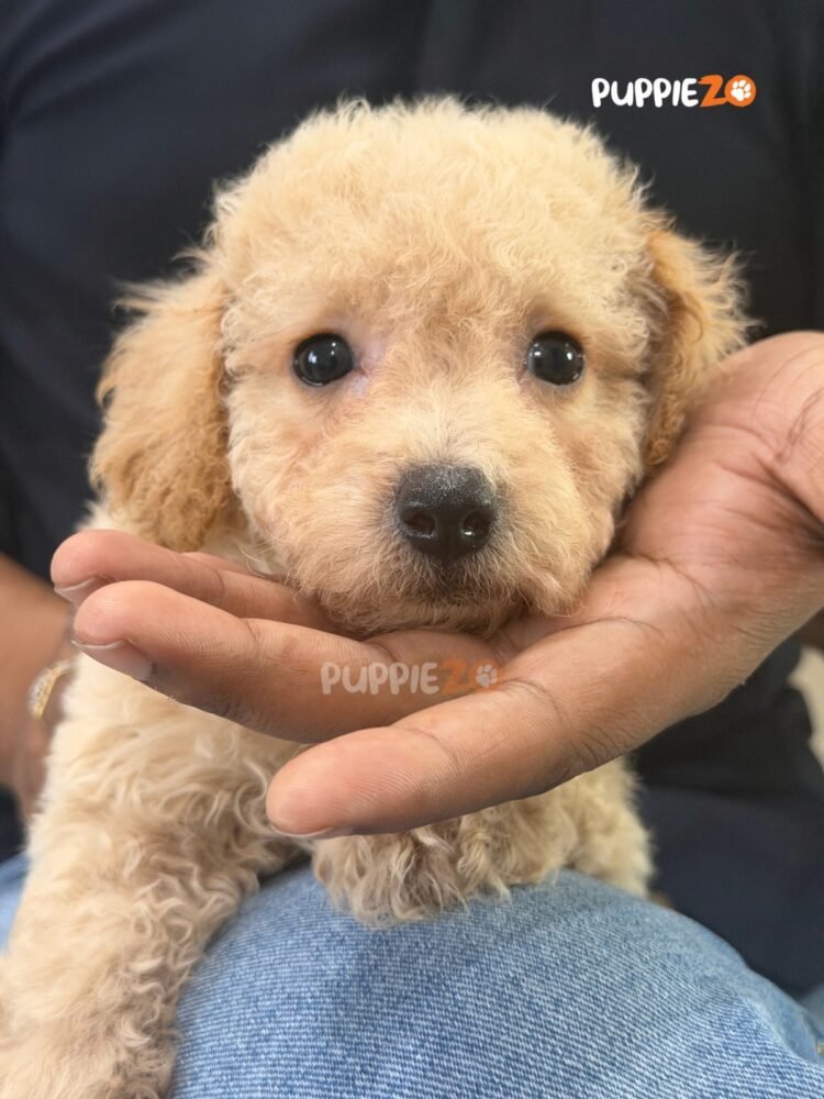 maltipoo-puppies-for-sale