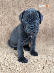 cane-corso-puppies-for-sale