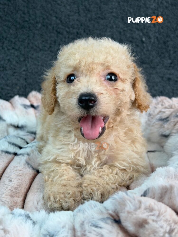 goldendoodle-puppies-for-sale